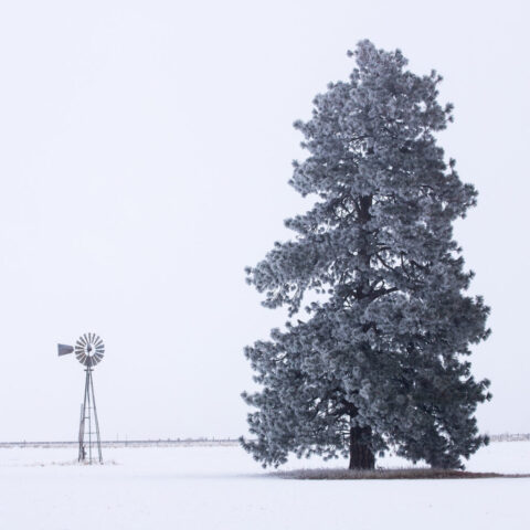 Frosty Pine and Windmill A tranquil winter scene near Janesville, California, featuring a tall, frost-covered ponderosa pine standing beside an old Aermotor windmill under a blanket of freezing fog. The hoar frost clings to every branch and blade, softening the landscape and concealing the nearby buildings that usually clutter the view. The pale, minimalist palette of whites and silvers enhances the quiet stillness of the high mountain valley morning, while the classic windmill adds a timeless rural touch. This image beautifully captures the serene, frozen calm that settles over Lassen County during a midwinter fog.