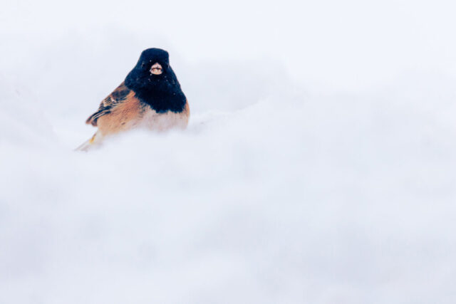 Junco in Snow A dark-eyed junco foraging in deep winter snow, positioned at the far left edge of the frame with only its head and part of its back visible. The small songbird’s soft gray and buff coloring contrasts gently against the nearly white, minimalist background. Its beak points downward as it searches for fallen seeds, surrounded by smooth, untouched snow that creates a clean, quiet composition emphasizing the bird’s delicate presence and the stark simplicity of the winter scene.