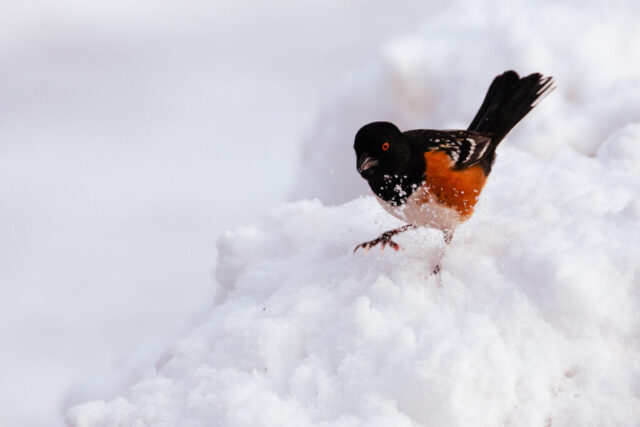 Digging For Breakfast A spotted towhee digging energetically through fresh snow in Lassen County, California, kicking up loose flakes as it searches for food. The bird’s bold black head, bright orange flanks, and white belly stand out sharply against the clean white snow. Its wings show distinctive white spotting, and its long dark tail is lifted for balance as it scrapes at the snowpack. The soft, pale background keeps the focus on the towhee’s movement and the crisp winter setting.