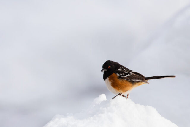 Towhee in Snow A spotted towhee perched on a small mound of fresh snow in Janesville, California, its black head and back contrasting sharply with its warm orange flanks and white belly. The bird faces slightly downward as it searches for dropped seeds beneath a finch feeder, with its white wing spots and long dark tail clearly visible. Soft, diffused winter light and a smooth, pale background emphasize the towhee’s colors and the clean, wintry setting after several days of heavy snowfall.