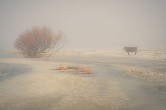 Loner on the Ranch A quiet winter morning scene near Susanville in Lassen County, California, showing a lone cow standing beside a frozen wash in a fog-covered pasture. The soft light and muted tones of the January fog create a gentle, painterly atmosphere as the warm hues of dormant brush contrast with the pale ice and snow. The solitary cow, momentarily separated from her herd, adds a touch of quiet curiosity and introspection to the rural landscape. This peaceful image captures the stillness and subtle beauty of cold mornings on the northern California ranchlands.