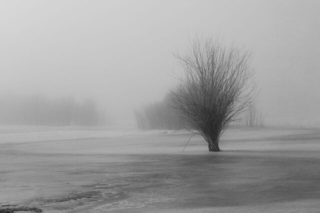 Black and white photograph of a foggy winter morning in Willow Creek Valley, Lassen County, California. A lone willow tree stands partially submerged in a frozen marsh, its bare branches fading into the mist. Layers of fog obscure the distant trees and horizon, creating a soft, moody atmosphere. Subtle textures in the ice and the delicate twigs of the willow draw the eye through the calm, minimal composition, emphasizing tone and contrast in the cold, quiet landscape.