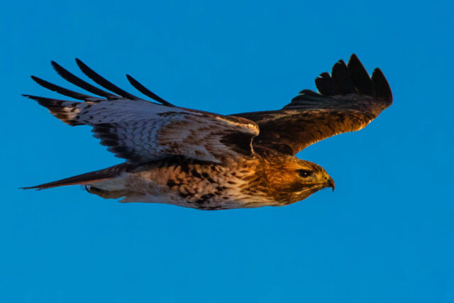 Soaring Free Red-tailed hawk gliding across a clear blue sky in late-afternoon light over Willow Creek Valley in Lassen County, California. The warm, low sun highlights the bird’s head and chest with golden tones while its broad wings stretch outward, revealing layered brown, tan, and rust-colored feathers. The hawk’s focused gaze and streamlined shape capture a calm, powerful flight as the fading light subtly glistens across its plumage.