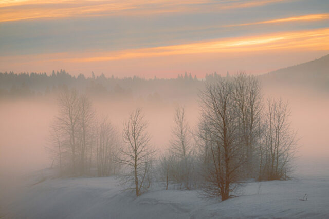 Ethereal winter landscape photograph of frost-covered trees rising through morning fog along the Lake Almanor causeway in Plumas County, California. Captured at 17°F on a still January dawn, the scene glows with soft pastel hues of peach, blue, and gold as the first light of sunrise filters through drifting mist. Bare trees, rimed with ice, stand in delicate contrast against the fog-shrouded forested hills in the background. This fine art image conveys the quiet serenity and frozen beauty of a Sierra Nevada winter morning, transforming a familiar lakeside into a tranquil, dreamlike wonderland.
