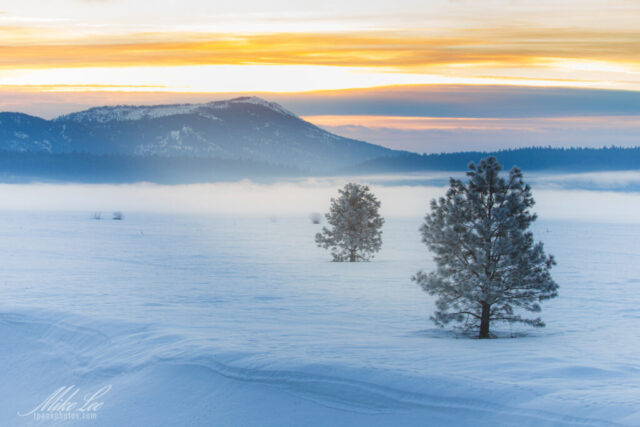Winter landscape photograph taken near Chester, California, overlooking a fog-covered Lake Almanor on a frigid January morning. The scene features two frost-covered pine trees emerging from a pristine field of snow, with subtle animal tracks winding through the foreground. Low fog drifts across the frozen lake beneath soft golden light breaking through layered clouds above the distant forested hills. The cool blues of snow and mist contrast beautifully with the warm sunrise tones on the horizon, creating a tranquil fine art image that captures the quiet beauty and stillness of California’s northern mountain winters.