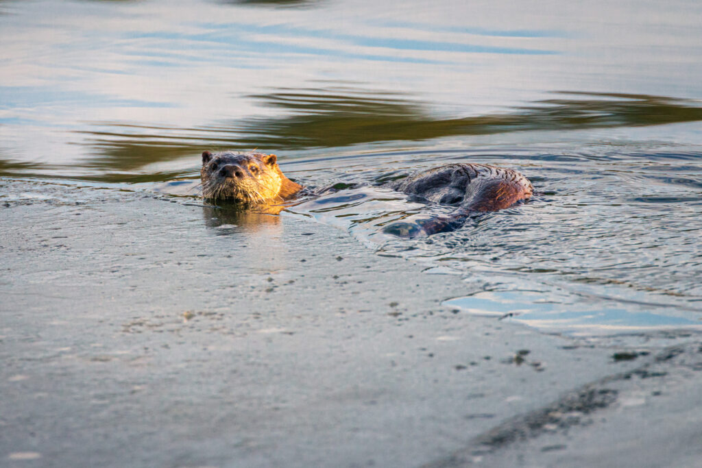 River otter swimming through a narrow band of open water at Lake Almanor in Plumas County, California, its head lifted above the surface and catching warm side light. The otter’s whiskered face appears alert as its sleek brown body trails behind, partially submerged in the mix of thin ice and rippling reflections. Subtle golden highlights contrast with cool blue-gray tones of the lake, emphasizing the animal’s easy movement along the edge of winter ice.