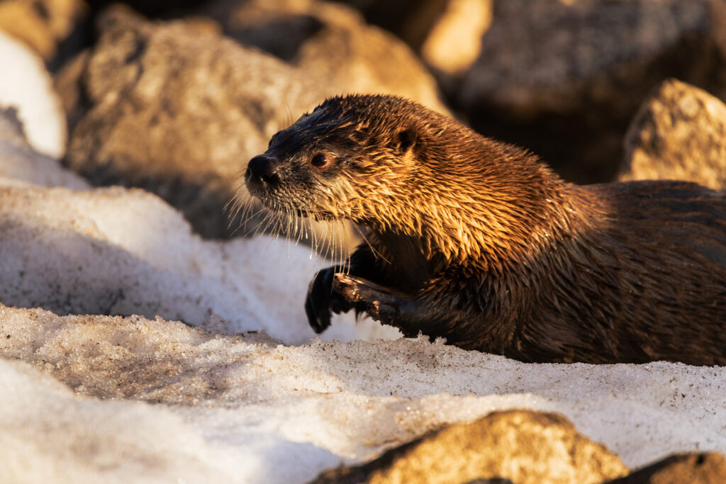 River otter climbing onto snow-covered shoreline at Lake Almanor in Plumas County, California, its wet fur glowing with warm late-afternoon light. The animal’s whiskered face and dark paw are sharply defined as it moves from icy water toward sunlit rocks, with rich brown tones contrasting against the pale, granular snow. Strong side lighting emphasizes the slick texture of its coat and the alert, purposeful posture as it navigates the winter shoreline.