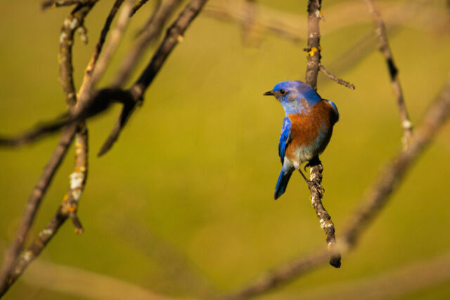 It's a Bluebird Day A male western bluebird perched on a bare oak branch in Redding, California, its vivid blue head and wings contrasting with its warm rust-colored breast. The bird faces right, alert and watching the grassy ground below for insects or grubs. Soft, warm light gives the scene a springlike feel despite the winter season, while the blurred green background isolates the bluebird and the textured oak limbs, emphasizing its colors and its poised, searching posture.