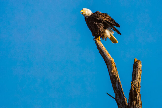 Getting the Feathers Ruffled Bald eagle perched on the tip of a tall dead snag at Turtle Bay Exploration Park in Redding, California, its feathers fluffed and slightly ruffled as it calls out. Warm morning light highlights the eagle’s white head, yellow beak, and dark brown body against a bright blue sky. The bird’s posture is alert, wings slightly lifted and talons gripping the weathered wood, creating a lively moment before it settles again.