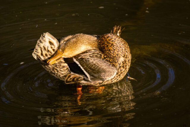 Mallard Hen Morning Preening A mallard hen floats on calm, dark water as she twists into a tight curve to preen her feathers in warm early-morning light. Her mottled brown plumage glows with golden highlights, and her bill is tucked into the raised wing she is grooming. Subtle ripples radiate outward around her orange feet, adding texture to the reflective surface. The scene captures a quiet moment of natural behavior along the Sacramento River, with rich detail in the patterned feathers and the soft interplay of light on the water.