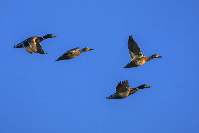 Double Date Four mallard ducks—two drakes with iridescent green heads and two mottled brown hens—fly in a loose formation against a clear deep-blue sky. The late-afternoon light strikes them from a low angle, illuminating the edges of their wings and highlighting the warm browns and subtle iridescence in their plumage. Each bird is mid-stroke, wings spread in slightly different positions, showing motion and lift as they rise from a nearby reservoir. The scene captures crisp detail, clean silhouettes, and the warm glow of a winter day that felt like spring.
