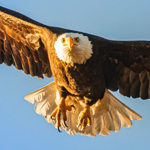 Intense Flight Close-up view of a bald eagle in mid-flight at Turtle Bay Exploration Park in Redding, California, its wings stretched wide and angled as it makes a sharp turn. Warm morning light illuminates the bird’s white head, intense yellow eyes, and detailed brown flight feathers. The eagle’s focused, forward gaze and sweeping wing posture create a dramatic, powerful moment against a soft blue sky.