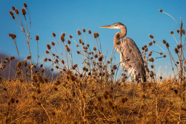 A great blue heron stands tall among dry teasel on the shoreline of Baum Lake in Shasta County, California, illuminated by warm late-afternoon light. Its long neck, slate-gray plumage, and sharp bill contrast against a vivid blue sky. Viewed from a low angle near water level, the bird appears especially statuesque as it surveys the landscape, framed by sunlit golden vegetation and dried seed heads rising around it.