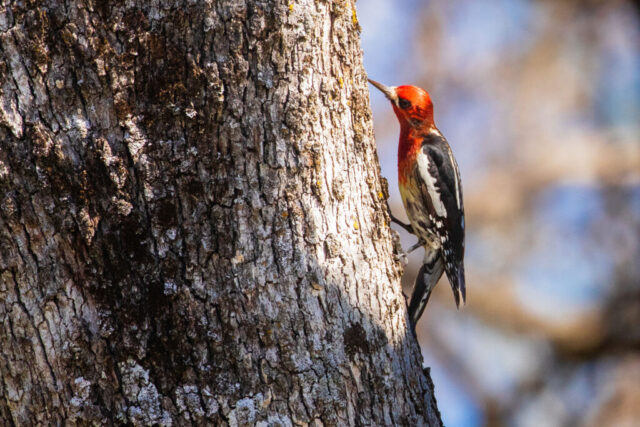 Sapsucker on Blue Oak in Shasta County. Red-breasted Sapsucker clinging vertically to the rough bark of a blue oak, its vivid red head and breast standing out against the dark, textured trunk. The bird’s black-and-white wings fold tight as it leans forward to peck at the bark, creating small sap wells. Soft, defocused background tones of blue and tan add depth and contrast, isolating the woodpecker and highlighting the intricate patterns of both plumage and tree bark. Scene captured in Redding, California, showing the species’ characteristic foraging behavior on mature oaks.