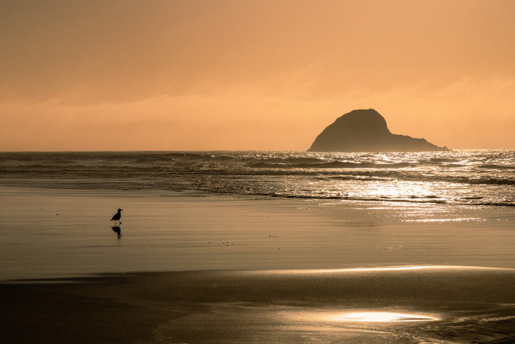 Seagull silhouette on Trinidad State Beach with offshore sea stack under a warm golden sky, Humboldt County, California