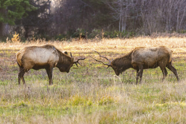 Sparring Match Two bull Roosevelt elk face off in a grassy meadow at Prairie Creek Redwoods State Park in Humboldt County, California, their antlers locked as they push against each other in a controlled sparring session. Soft morning light highlights the texture of their thick coats and the curve of their antlers, while a backdrop of dark conifers and leafless understory adds contrast to the sunlit field. The scene captures seasonal elk behavior, showing the power and balance of these large mammals as they t