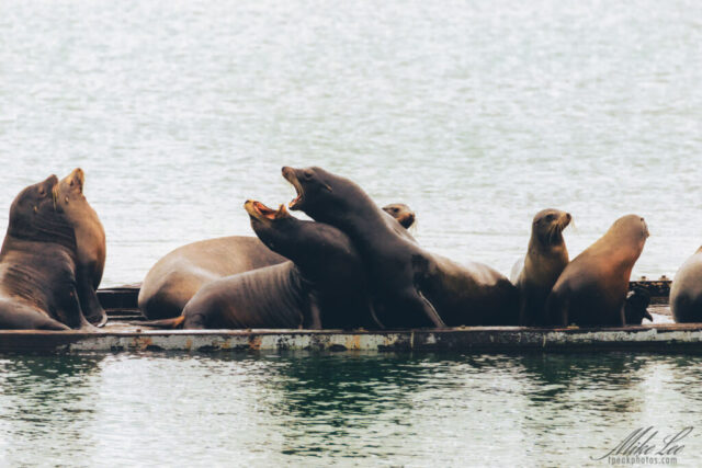 Group of California sea lions crowded on a floating dock in Crescent City Harbor, Del Norte County, California, with two large males in the center rearing up and barking at each other. Their dark, wet bodies overlap in a tight cluster while smaller sea lions look on. The gray-green harbor water forms a calm backdrop, contrasting with the noisy tension and jostling poses along the worn, rust-edged dock.