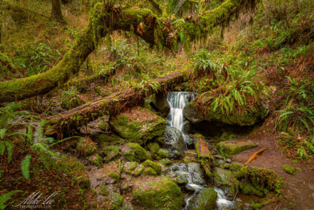 Tillium Falls Photograph of Trillium Falls near Orick, California, a small yet enchanting 10-foot cascade nestled within the lush redwood forests of Prairie Creek Redwoods State Park. Captured after a patient wait for solitude, this image reveals the quiet beauty of the Pacific Northwest—emerald moss, delicate ferns, and the gentle flow of water framed by fallen logs and ancient trees. The rich greens and earthy tones evoke the damp serenity of a hidden forest sanctuary. A fine art piece perfect for those drawn to tranquil woodland scenes, nature retreats, or the timeless beauty of California’s redwood coast.