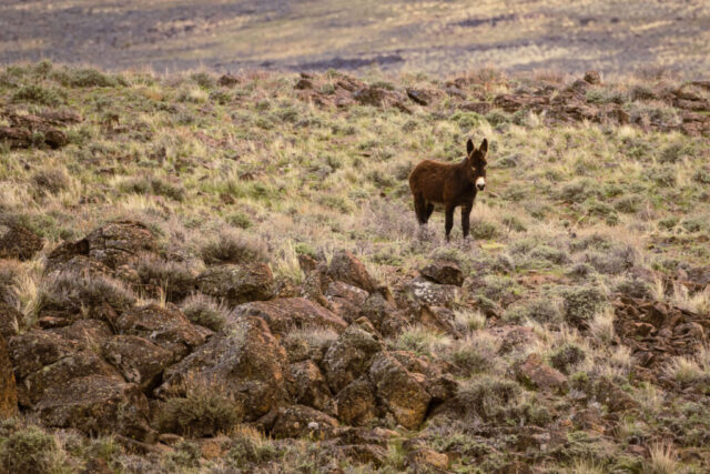 Lone Burro in the Desert A lone wild burro stands on rocky, sage-dotted ground in the high desert of Lassen County, California, under soft cloudy spring light. The burro’s brown, slightly shaggy coat contrasts with the mix of reddish rocks, sparse grasses, and low shrubs around it. Positioned near the center of the frame, the animal faces the camera with a calm, alert expression. The rugged terrain and muted natural colors emphasize the isolation of this solitary burro in a typically herd-oriented species.