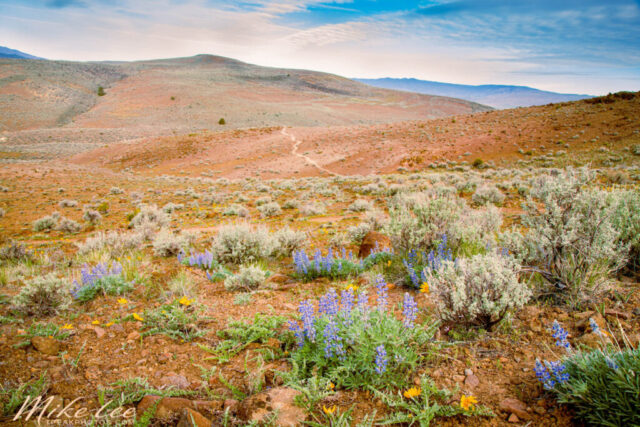 Bald Mountain Wildflowers A sweeping view of Bald Mountain in Lassen County, California, with clusters of purple lupines and yellow balsamroot wildflowers scattered among sagebrush and rocky high desert terrain. A faint trail winds through the rolling hills beneath a soft blue sky with light spring clouds.