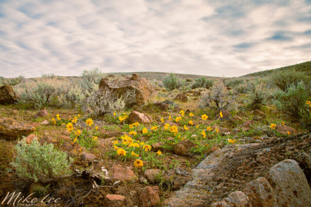 Gold in the Desert Golden balsamroot wildflowers bloom among sagebrush, rocks, and desert grasses on the slopes of Bald Mountain in Lassen County, California. The soft spring light filters through a partly cloudy sky, revealing the fleeting color of life in the high desert landscape.