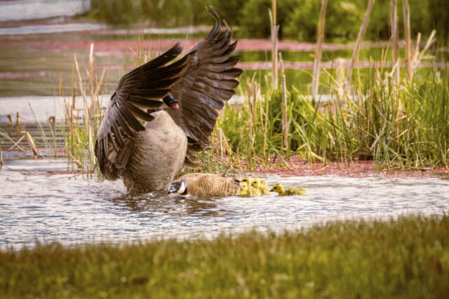 20220414_Geese_2_social A pair of Canada geese defends their goslings at the edge of a shallow, marshy area on Baum Lake. One adult stands tall with wings fully raised, water splashing around its body as it faces an unseen threat, while the other adult stays low in the water, guiding several small yellow goslings clustered tightly behind. Tall reeds, pink aquatic vegetation, and rippled reflections frame the protective family scene, emphasizing movement, alert posture, and parental vigilance in a spring lakeside habitat.