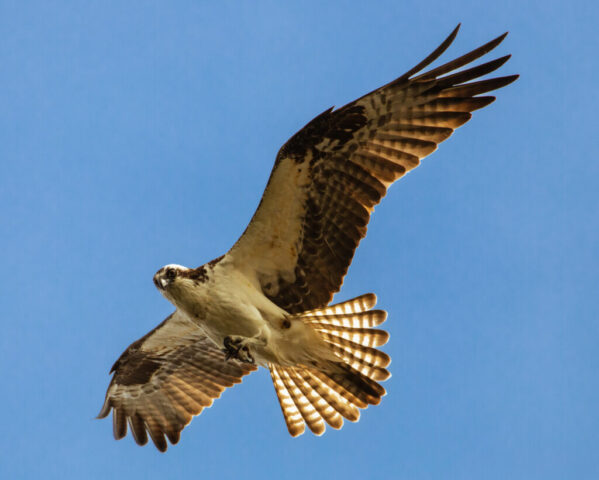 Shooting a Glance Osprey flying low overhead at Baum Lake in Shasta County, California, its wings fully extended and lit with warm spring sunlight that highlights the barred brown and cream feathers. The bird turns its head slightly to glance downward, showing its sharp eyes and hooked beak. Its fanned tail feathers glow with backlit stripes against the clear blue sky, creating a crisp, detailed view of the raptor in motion.