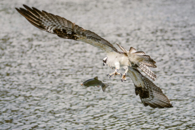 Rough Day to Be a Trout Action scene of an osprey sweeping low over rippled water on Baum Lake in Shasta County, California, releasing a small trout from its talons as the fish arcs toward the surface with droplets scattering around it. The bird’s broad, outstretched wings show detailed brown-and-white plumage, and its gaze follows the trout as it slips free, influenced by tension from a fishing line just out of frame. The bright daylight reveals the textured water and sharp motion, highlighting this brief, dramatic interaction between raptor and fish during a father-son fishing outing.