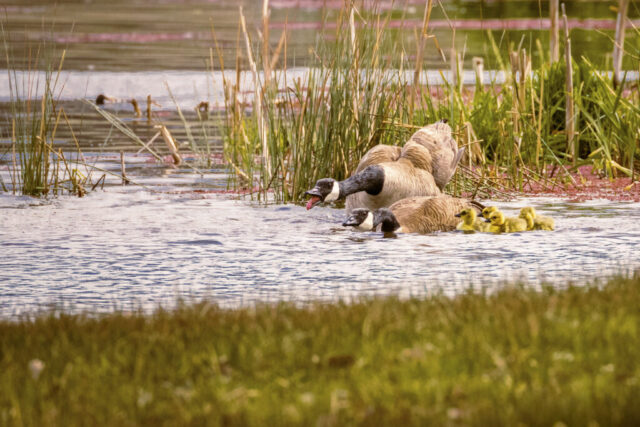 Parental Devotion A pair of Canada geese protects their clutch on the calm edge of Baum Lake, leaning forward with open beaks as they chase off approaching geese. Their bodies are half-submerged near tall reeds, while several small yellow goslings swim tightly together just ahead of them. Ripples spread across the water, reflecting soft light and muted greens from the lakeside vegetation. The scene conveys active parental defense, with contrasting textures between smooth water, dense shoreline grasses, and the geese’s patterned feathers.