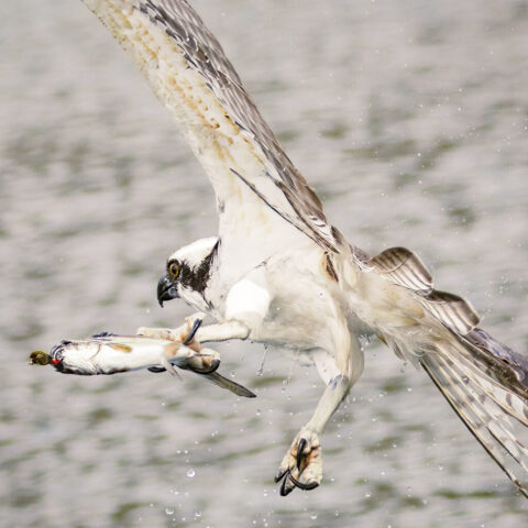 Aerial Tug-O-War Close-up action view of an osprey lifting a small trout from the rippled surface of Baum Lake in Shasta County, California. The raptor’s wings sweep upward at the edge of the frame while its talons grip the trout, which is still connected to a thin fishing line. Water droplets scatter around the bird and fish, emphasizing motion and the intensity in the osprey’s focused eyes. The tight crop highlights feather detail, the trout’s silvery body, and the split-second moment before the bird attempts to fly off with its catch.