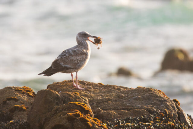 A juvenile gull stands on a rocky outcrop at Asilomar State Beach in Pacific Grove, California, holding a clump of seaweed or marine debris in its beak. Soft golden coastal light highlights its mottled brown plumage, pale legs, and the textured rocks beneath it. The blurred ocean behind the bird shows gentle waves and muted green tones, creating a warm, natural shoreline scene as the gull searches for hidden food within the debris.