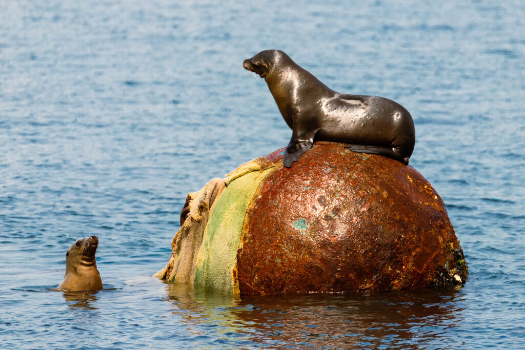 California sea lion perched proudly atop a large rust-streaked mooring buoy in Monterey Harbor, California, its glossy dark body catching warm sunlight as it watches a second sea lion rising from the water below. The buoy’s weathered orange and green surface contrasts with the calm blue harbor water, while the alert posture of the sea lion on top hints at an ongoing contest for the prime resting spot.