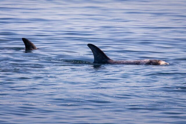 Pair of Risso’s dolphins surfacing in calm blue water in Monterey Bay, California, their tall, curved dorsal fins breaking the rippled surface as a mottled gray back glides just beneath. Soft morning light reveals subtle scarring along the visible dolphin’s skin, characteristic of this species’ social interactions and squid hunting. Gentle waves reflect cool blue tones around the animals as they travel together near a whale-watching vessel.