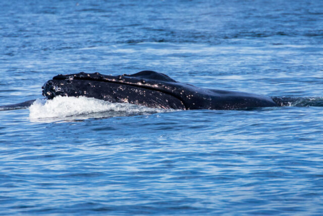 Humpback whale surfacing in Monterey Bay, California, its massive head breaking through calm blue water with the pleated underside of its jaw clearly visible. The whale’s dark skin glistens with scattered tubercles and small barnacles, while a low swell rolls around its partially open mouth. Gentle morning light highlights the textures and contours of the whale’s face as it rises just above the surface before slipping back beneath the bay.