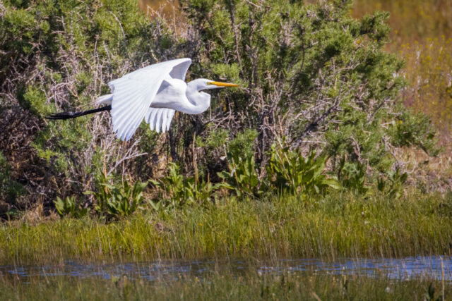 A great egret in full flight passes laterally across a marshy area at the edge of the Honey Lake Wildlife Area in Lassen County, California. Its long white wings are fully extended, catching bright light as it glides low over tall grasses. The bird’s outstretched neck and yellow bill point forward while the sagebrush background provides a textured contrast to its smooth plumage, highlighting the elegance and motion of the egret in midair.