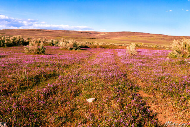 Wildflowers on the Noble Immigrant Trail Vibrant spring wildflowers carpet the high desert along the historic Noble Emigrant Trail in Lassen County, California. Purple blossoms spread across the rugged Smoke Creek Desert under a clear blue sky, with sagebrush dotting the landscape and gentle hills in the distance. The faint, overgrown wagon ruts create a subtle path through the flowers, blending natural beauty with echoes of pioneer history.