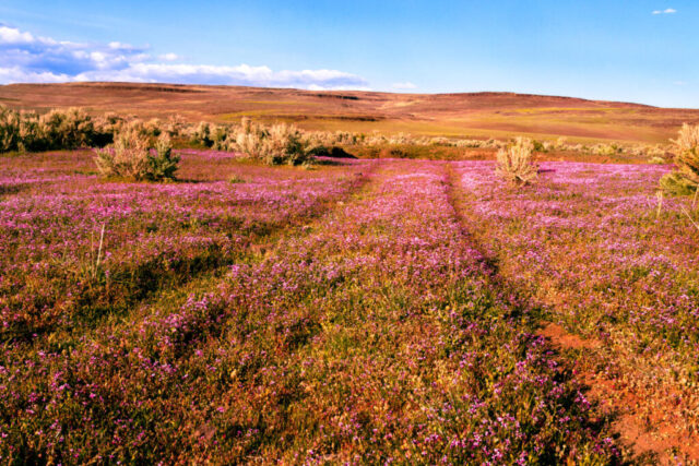 A carpet of spring wildflowers blankets the high desert along what was once part of the historic Noble Emigrant Trail in Lassen County, California. Captured in the warm glow of late afternoon light, this scene reveals both the delicate beauty and rugged history of the Smoke Creek Desert. The faint, grass-filled tracks leading into the distance may well trace the same route used by 19th-century pioneers who followed William H. Noble’s trail westward toward California’s fertile valleys. Today, the landscape remains a place of solitude and quiet reflection—where color, light, and history intersect under the vast desert sky. This image celebrates the fleeting vibrance of spring in an otherwise austere environment and the enduring spirit of those who once crossed it. A perfect piece for lovers of Western history, wild places, and the untamed beauty of California’s high desert.