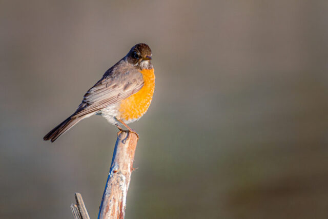Robin in Golden Light Female American Robin perched on a narrow weathered branch, shown in crisp detail against a smooth, warm-toned background. The bird’s orange breast glows in soft morning light, while subtle browns and grays in her feathers reveal fine texture and layering. She faces slightly toward the camera with an alert expression, catching the low sun that highlights her eye and the curve of her beak. Gentle bokeh isolates the subject, creating a clean, minimalist composition that emphasizes the robin’s colors, posture, and the serene atmosphere of a quiet morning at Baum Lake in Shasta County, California.