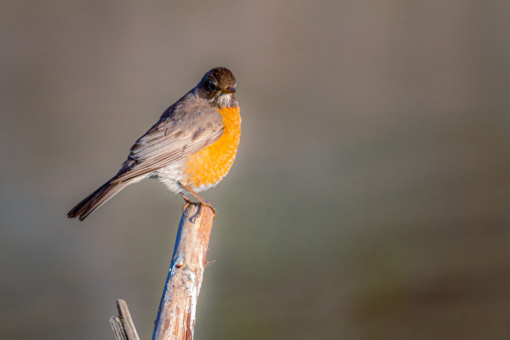 Female American Robin perched on a narrow weathered branch, shown in crisp detail against a smooth, warm-toned background. The bird’s orange breast glows in soft morning light, while subtle browns and grays in her feathers reveal fine texture and layering. She faces slightly toward the camera with an alert expression, catching the low sun that highlights her eye and the curve of her beak. Gentle bokeh isolates the subject, creating a clean, minimalist composition that emphasizes the robin’s colors, posture, and the serene atmosphere of a quiet morning at Baum Lake in Shasta County, California.