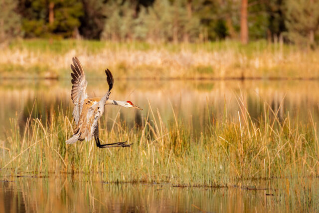 A sandhill crane descends toward a grassy shoreline at Crystal Lake in Shasta County, California, with wings lifted high and legs extended forward in preparation for landing. Its gray-brown plumage, red crown, and long neck stand out against the softly reflected water and warm spring vegetation in the background. The bird’s outstretched wings and poised legs capture a dynamic, slightly awkward moment just before touchdown in the marshy grass.