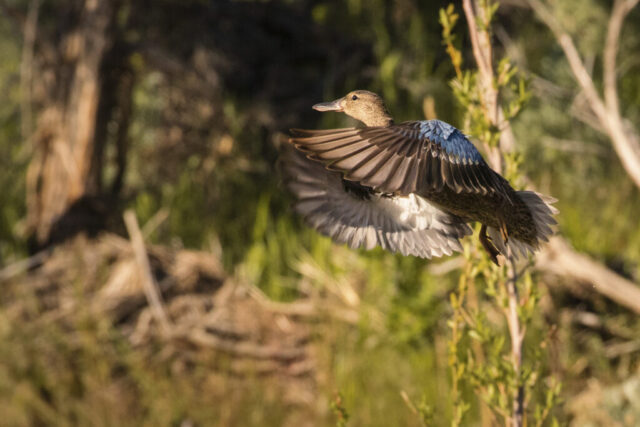 Cinnamon Teal Hen A cinnamon teal hen captured in mid-flight above a lush desert oasis, her wings fully extended to reveal layered brown and buff feathers with a subtle patch of teal along her upper back. The bird is angled slightly toward the camera, showing her streamlined body, speckled head, and the smooth curvature of her wings as they catch warm late-day sunlight. Soft, out-of-focus reeds, branches, and green vegetation form a natural backdrop, emphasizing motion and the contrast between the duck’s detailed plumage and the blurred environment. The scene conveys a fleeting wildlife moment within the Smoke Creek Desert.