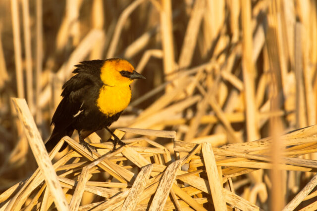 Yellow Headed Blackbird in the Reeds A male yellow-headed blackbird perched among dry reeds at Willow Creek Wildlife Refuge in Lassen County, California. Its bright golden head and chest contrast sharply with its glossy black body as it stands on a tangle of pale, sunlit cattail stalks. Warm evening light enhances the bird’s vivid colors and the textured patterns of the reeds, creating a crisp, detailed scene that highlights the blackbird’s alert posture in its marshland habitat.