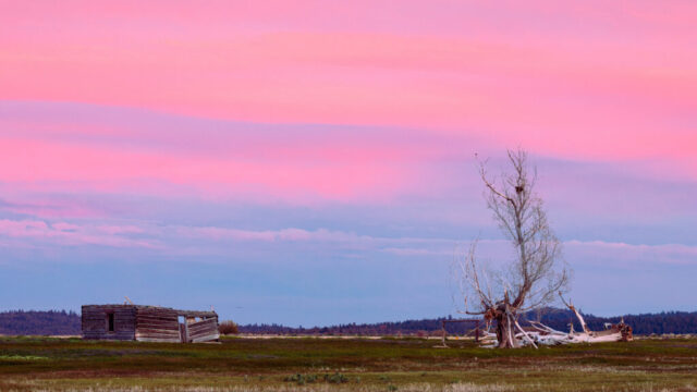 Dusk at the Homestead Fine art landscape photograph of a weathered homestead cabin and lone tree beneath a pastel dusk sky in Lassen County, California. Captured on a May evening, the scene glows with soft pink, lavender, and blue tones as the setting sun illuminates the high clouds from behind the photographer. The abandoned wooden structure and gnarled tree add a sense of solitude and timelessness against the open ranchland and distant forested hills. Originally intended as a moonrise composition, this Plan B image captures instead the serene beauty of twilight over the Northern California high country, blending rural history with delicate evening light.