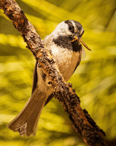 Feeding the Family A mountain chickadee clings to a textured tree branch in Lassen County, California, holding a freshly caught insect in its beak. The bird’s distinctive black eye stripe and bib contrast with its pale gray and white plumage. Warm sunlight highlights fine feather details while a soft, golden-yellow background creates a clean separation from the subject. The chickadee’s alert posture and the visible prey emphasize its active role in feeding nestlings.