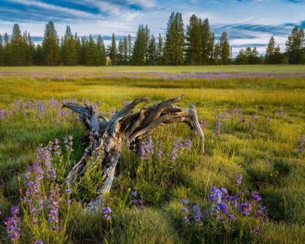 Evening light over a meadow at Hog Flat Reservoir in Lassen County, California, with weathered driftwood surrounded by blooming purple lupines. The golden hour sun casts warm tones across the field, highlighting the vibrant flowers and textured wood against a backdrop of evergreen trees and a partly cloudy sky. The scene captures the calm beauty of a late-spring high-desert landscape in bloom.