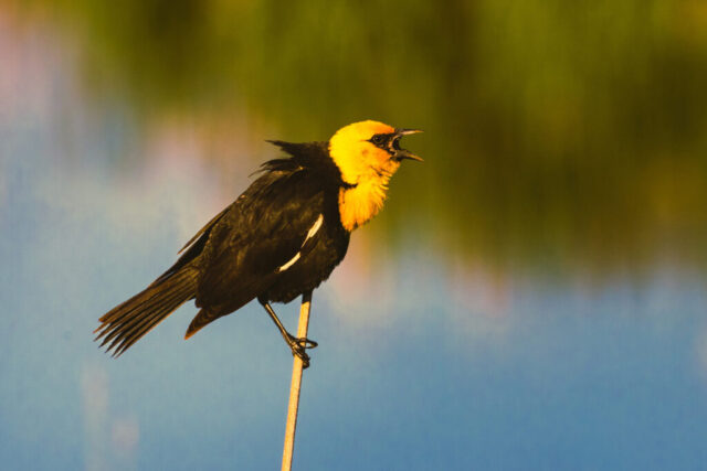 Yellow Headed Blackbird at Willow Creek A male yellow-headed blackbird perched on a slender reed at Willow Creek in Lassen County, California, its bright golden head and chest glowing in warm light. The bird’s black body and white wing accents contrast sharply with the blurred mix of green and blue background. Its beak is open mid-call, feathers slightly flared as it vocalizes from its elevated perch above the marsh, creating a dynamic moment in this wetland habitat.