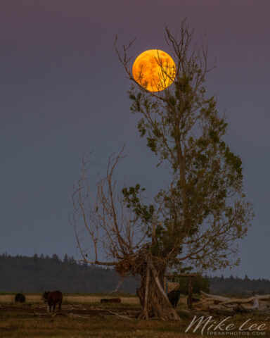 Ranch Moon A striking telephoto image of the nearly full Strawberry Moon of 2022 rising behind a gnarled, wind-bent tree in the Willow Creek Valley of Lassen County, California. The warm orange moon glows through the sparse upper branches, while the faint silhouette of a perched raptor—likely a red-tailed hawk—rests below its light. Captured from the Willow Creek Wildlife Area with a high-mounted tripod to clear a ranch fence, the composition perfectly aligns celestial beauty with the rugged textures of rural life. The result is a quietly powerful scene blending nature’s rhythms, moonlit color, and the enduring wildness of northern California ranch country.