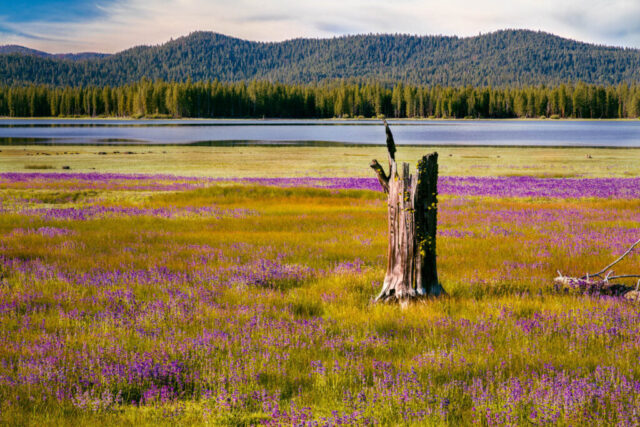 Lupines and Weathered Stump Colorful summer landscape at Hog Flat Reservoir in Lassen County, California, featuring a weathered tree stump surrounded by blooming purple lupines. The vibrant meadow stretches toward the reflective waters of the shallow reservoir, backed by a dense forest of evergreens and distant hills under soft morning light. The scene captures the rugged beauty and resilience of the Northern California high country during a dry year.