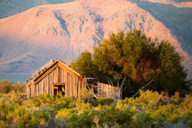 Cabin and Skeddadles A warm late-afternoon photograph of an abandoned wooden cabin set against the rugged Skedaddle Mountains in eastern Lassen County, California. The golden light of sunset illuminates the weathered boards of the old structure and casts a soft glow across the desert vegetation and distant ridges. Captured with a long focal length, the composition compresses the scene, visually bringing the stark mountains closer to the rustic building and enhancing the interplay of light and texture. This evocative image captures the quiet beauty of rural decay and the high-desert character of the Lassen–Nevada borderlands.