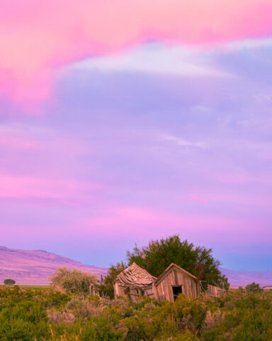 Evening at the Shack A beautifully atmospheric photograph of an abandoned wooden shack bathed in the soft pastel hues of an evening sky in Lassen County, California. Captured from a distance with a long lens to respect private property, the image reveals the leaning, weathered boards of the old cabin surrounded by sagebrush and juniper, set against a backdrop of rolling hills. High clouds glow in gentle shades of pink, lavender, and peach, illuminated by the fading light of sunset. The scene evokes quiet nostalgia and the enduring charm of rural decay beneath a tranquil northern California sky.